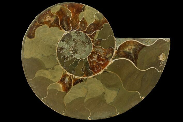 Bargain, Agatized Ammonite Fossil (Half) #111518
